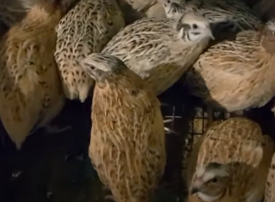 Манчжурские золотистые перепелки очень декоративны