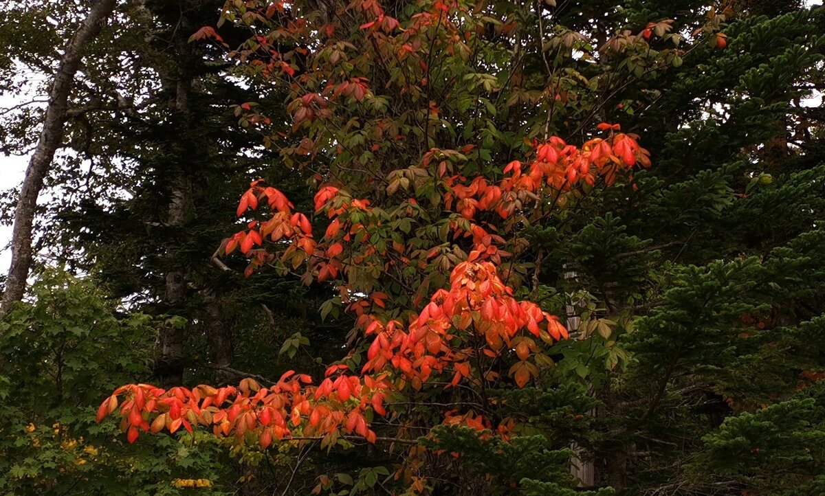 Ипритка растение на курилах. Ипритка курильская. Ипритка курильская. Ипритка курильская. Ипритка кунашир.