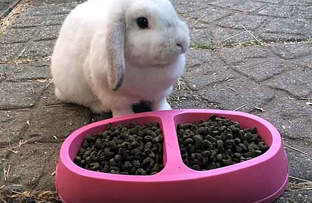 Чем кормить кроликов: фото, видео, кормление в соответствии с сезоном