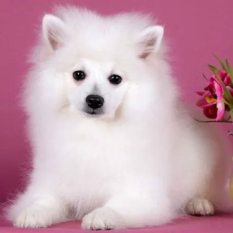 Порода мало распространена в мире, но если вам повезёт приобрести вольпино, то будьте уверены, более преданного и позитивного существа не найти. Эти маленькие пушистики сильно привязаны к человеку.