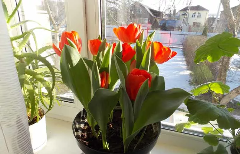 Выращивание тюльпанов дома. Зимняя выгонка тюльпанов. Тюльпаны в горшке на подоконнике.