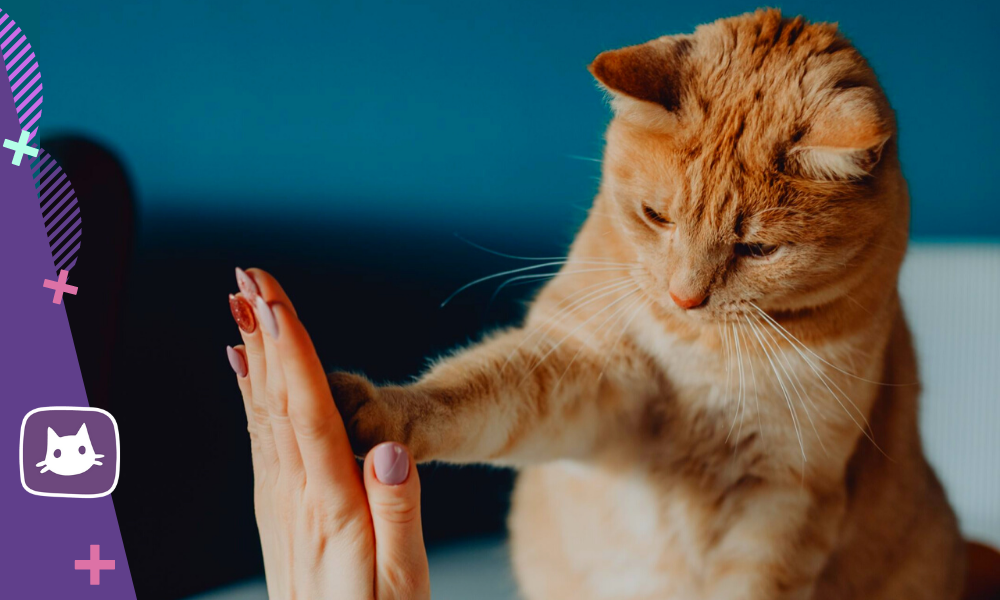 Почему кусаются кошки - причины и способы отучения