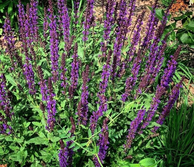 Источник фото: https://www.instagram.com/p/CJDQc2XpHXM/