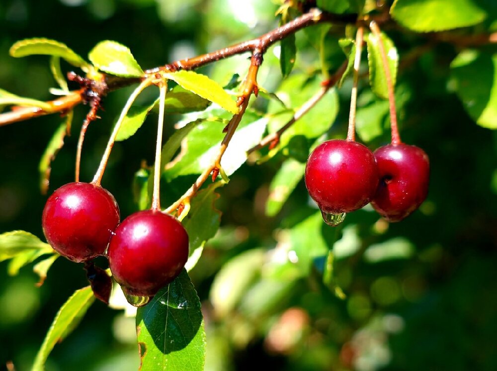 Ягода похожая на вишню. Вишня Степная (Prunus fruticosa). Вишня дичка. Вишня дичка Лесная. Дикая Степная вишня.