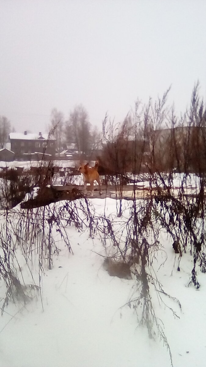 Рыжая собака на службе