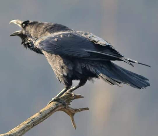 фото из открытых источников. Автор найдись.