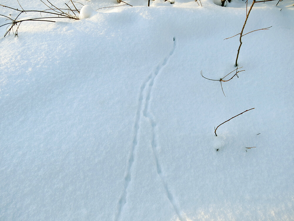 следы ласки на снегу
