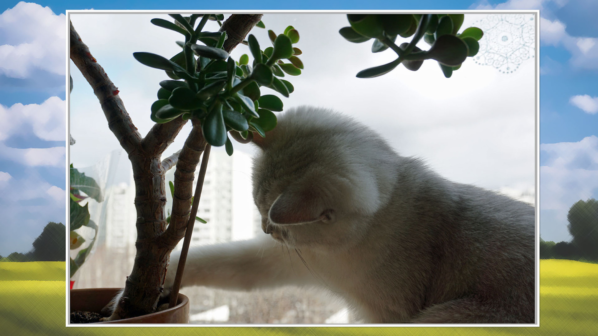 Кошка — зверь, конечно, любопытный