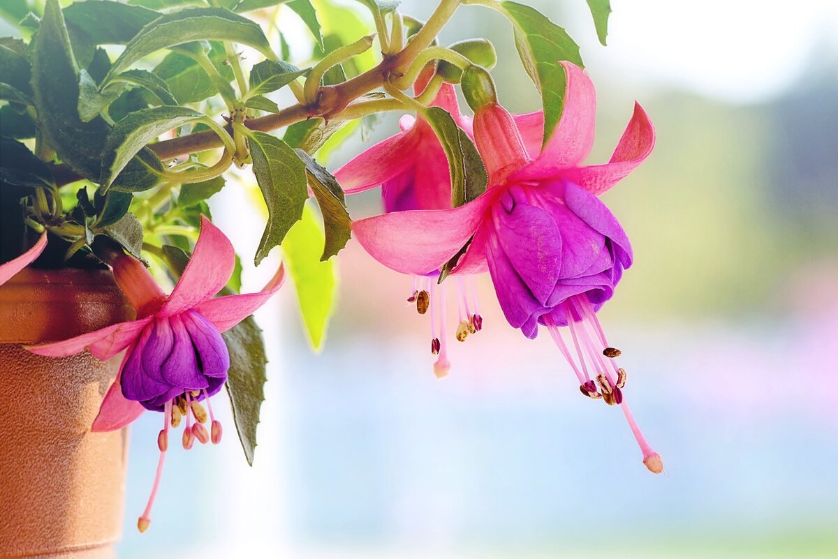 Фото: Pixabay.com