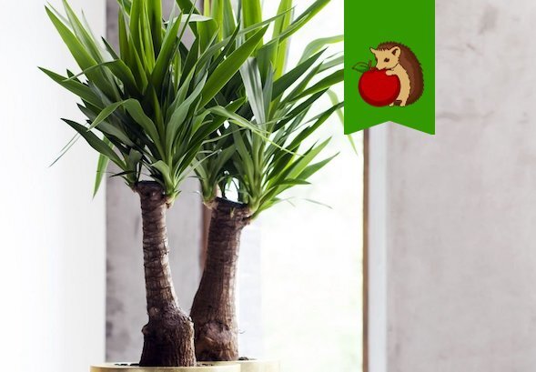 Фото: https://pics.botanichka.ru/wp-content/uploads/2011/04/yucca-2-02.jpg