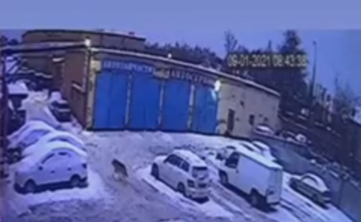 Волк был зафиксирован на камеру возле гаражей. Источник Яндекс Картинки.