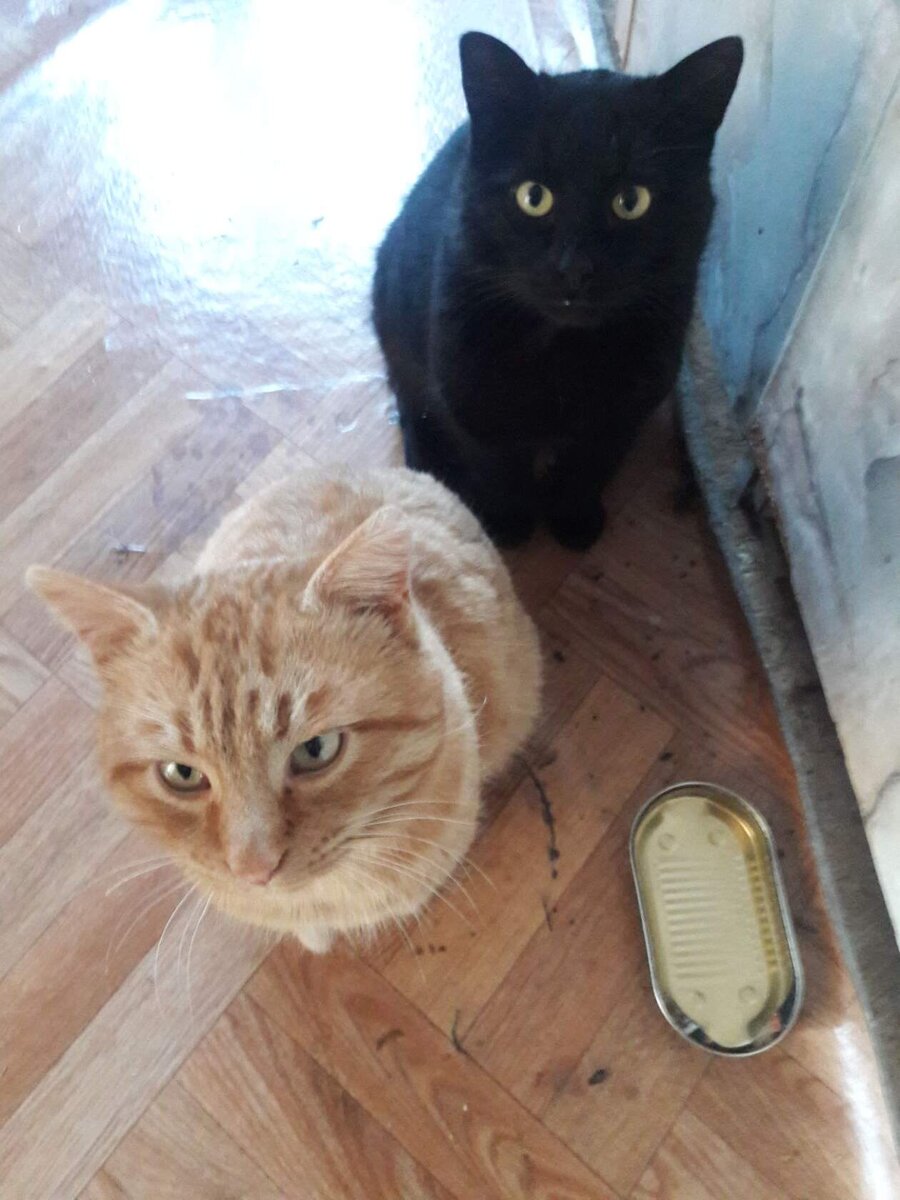 Где наши вкусняшки? Фото автора