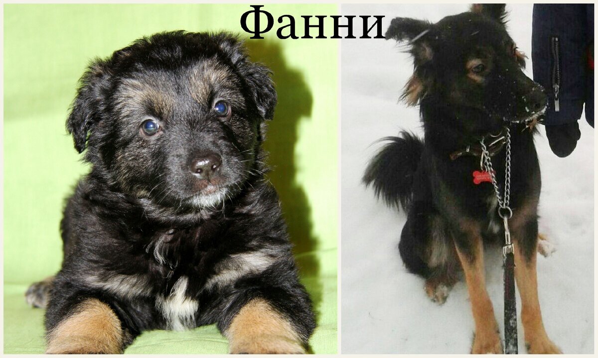 Фанни потеряла кудряшки, когда выросла:)