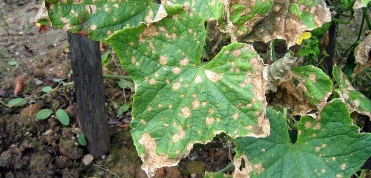 Фото взято с сайта ogorodko.ru