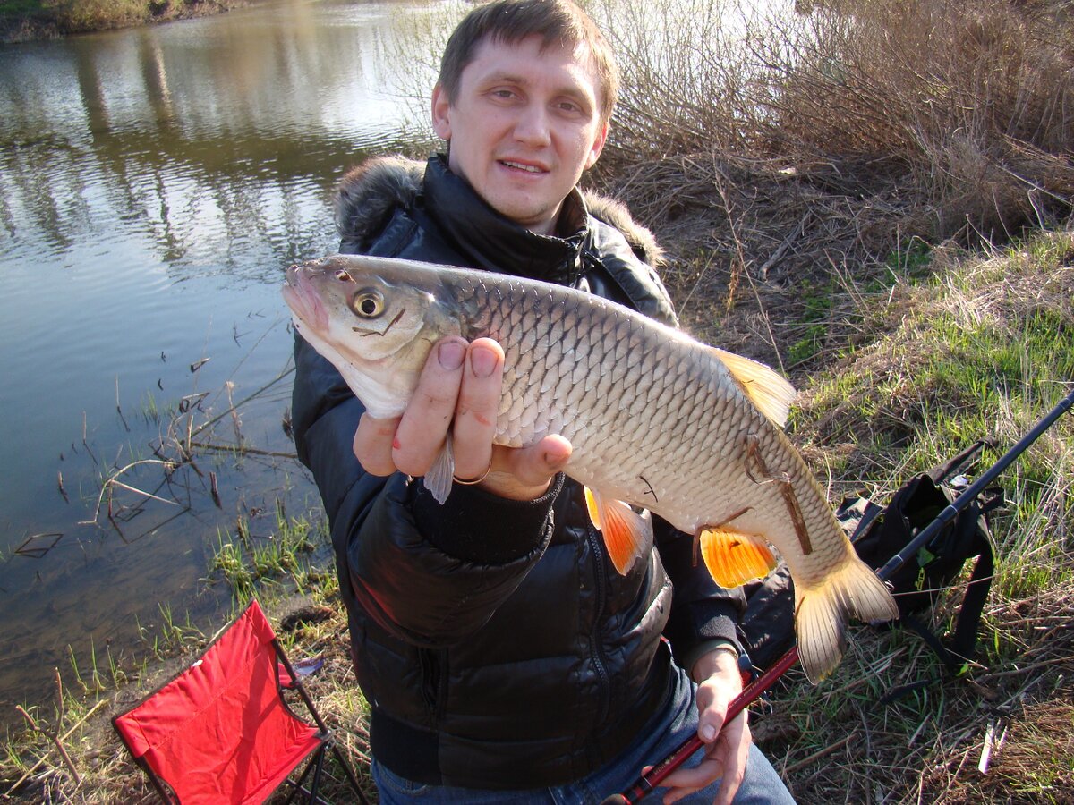 Весенний лобстер, пойманный на фидер. Красавец скушал бутерброд из опарыша и червя 