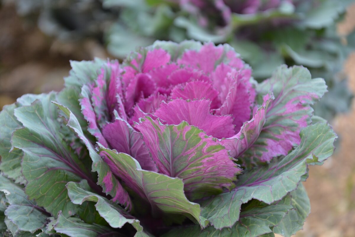 Пигеон пурпле