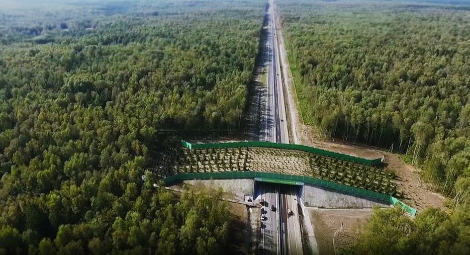 Швеция построит оленьи мосты, экодук, опыт стран и как с ними обстаят дела в России.