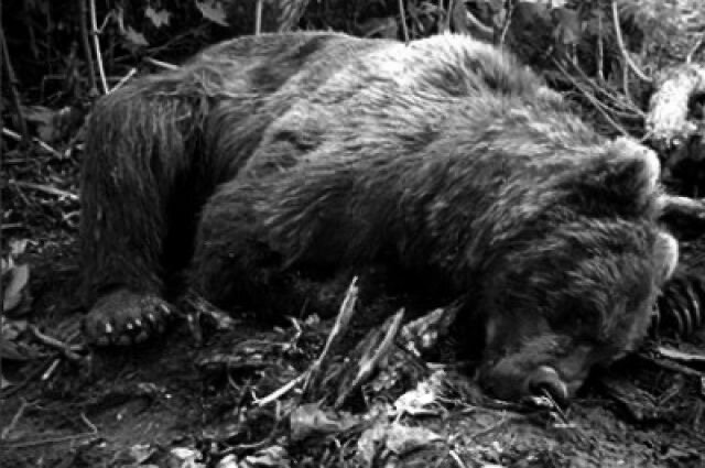 Фото:интернет 