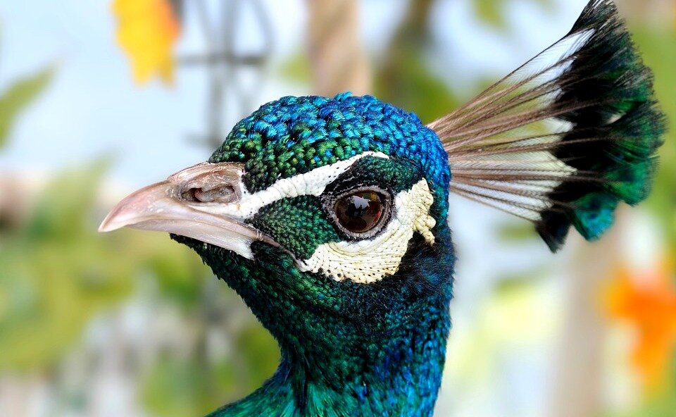 Фото: Pixabay.com, пользователь christels. Лицензия Creative Commons Deed CC0.