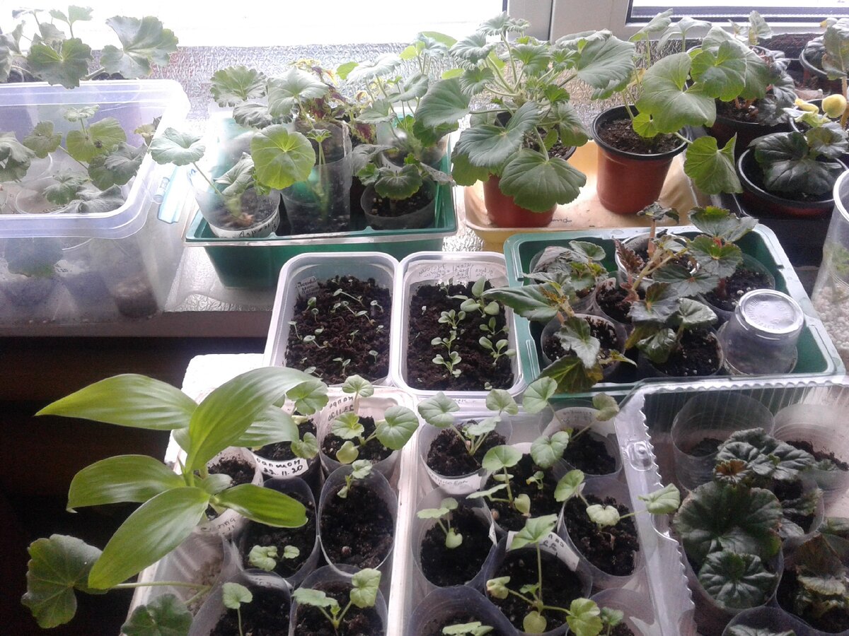 Рассада на подоконнике и столе.Фото автора.