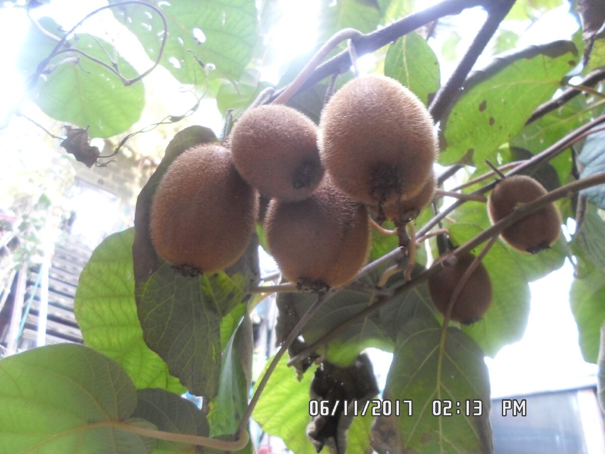 Наш красавец.