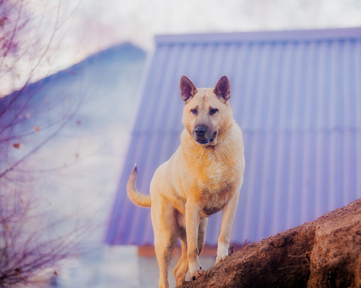 Это Макс Два))