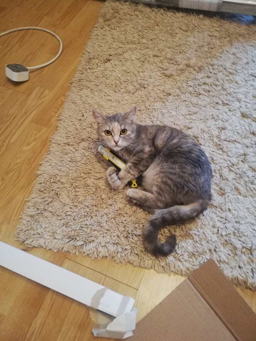 Даже по морде видно, как кошка зла