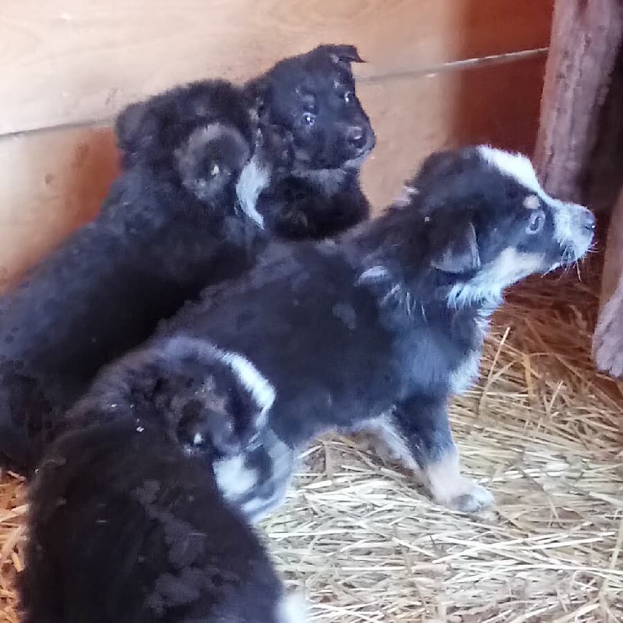 Здесь и далее - фото автора