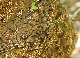 Метрополитен существует только в Афинах (в Салониках ведется строительство). Он небольшой по размерам и работает  с 5 утра до полуночи. Многие станции метро украшены древними находками, найденными при его постройке.  