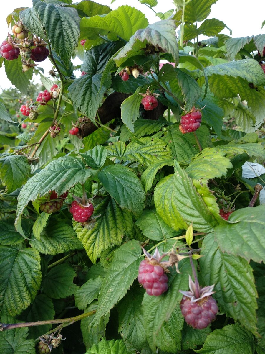 Малина в моем саду