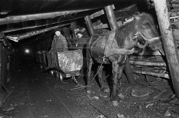 Лошадь работает в норвежской шахте