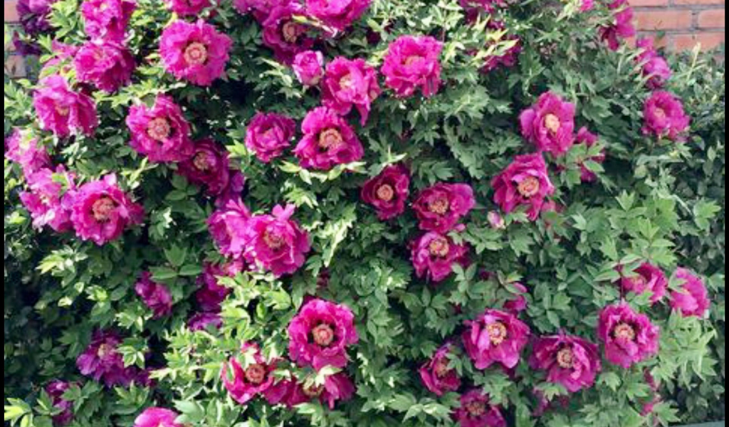 Древовидный пион Маяковский