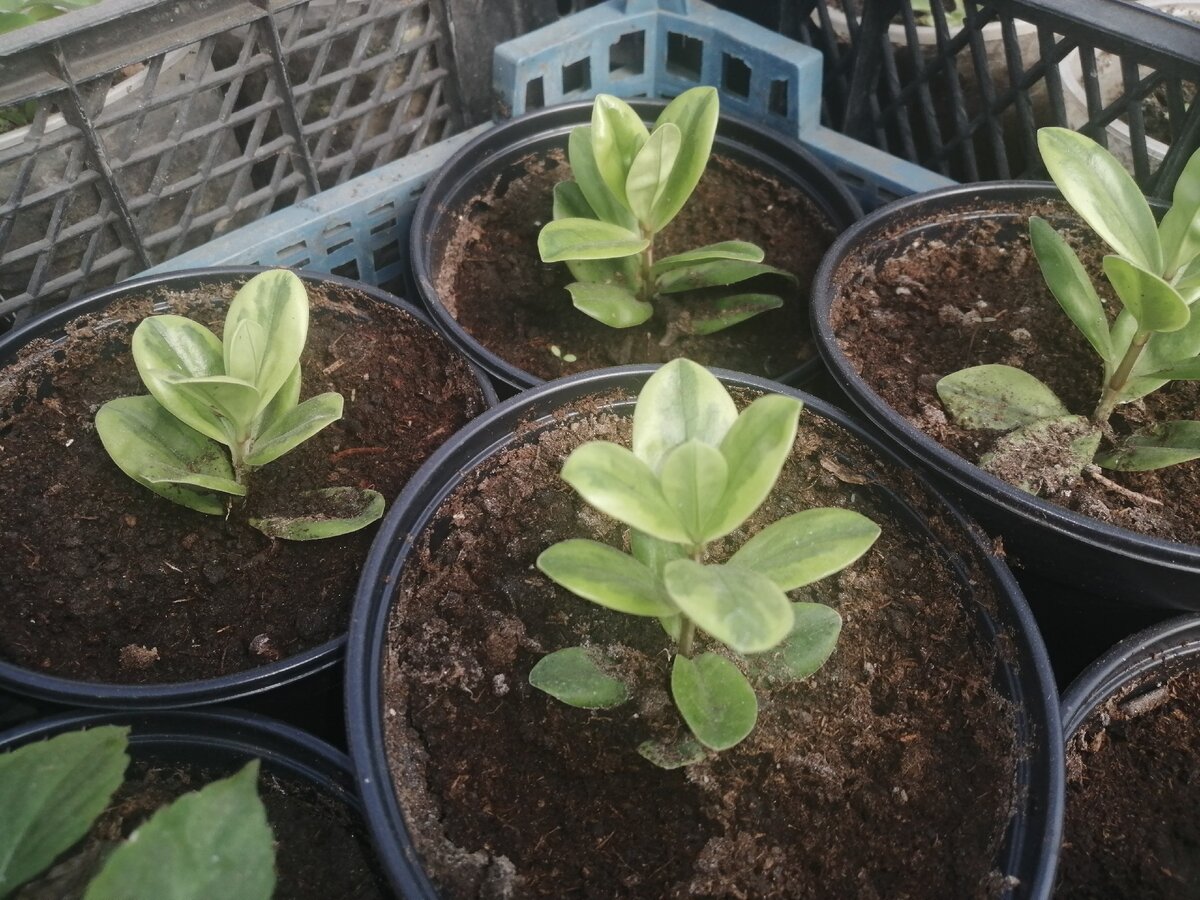 Моя рассада Хебе