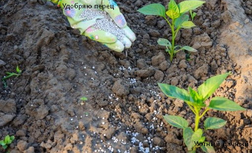 Удобрения для перца
