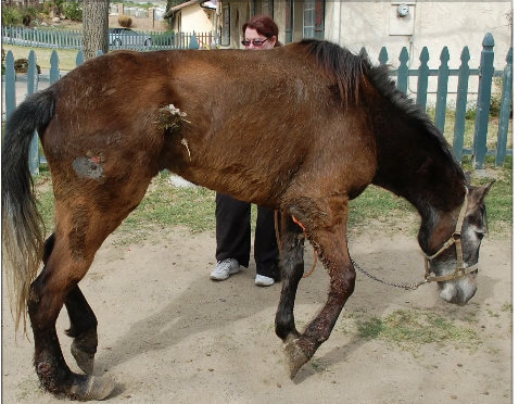 Спасти лошадь от мясника не достаточно! Дальше следует дорогостоящее лечение.