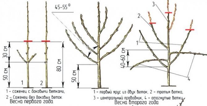 Схема обрезки яблони из открытых источников