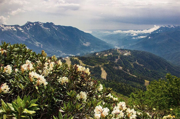 Так саган-дайля растёт в горах
