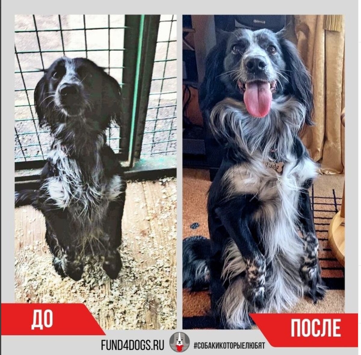 Рада в вольере и дома