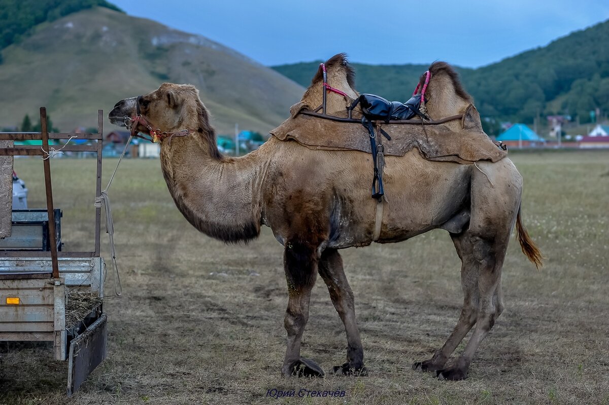 Тотальное слияние с природой в этнопарке INAYA