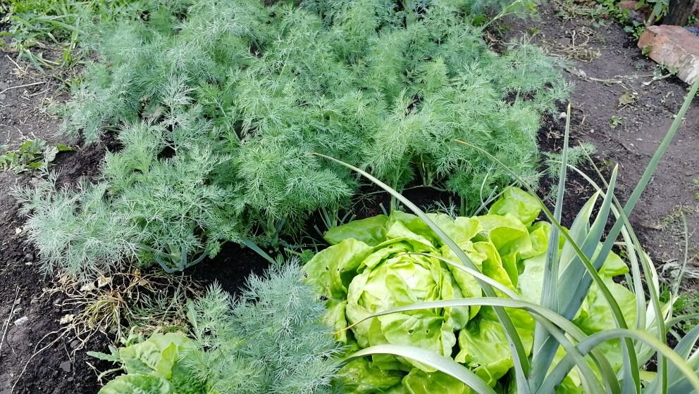 Мой салат Айсберг и кустовой укроп в тени дома