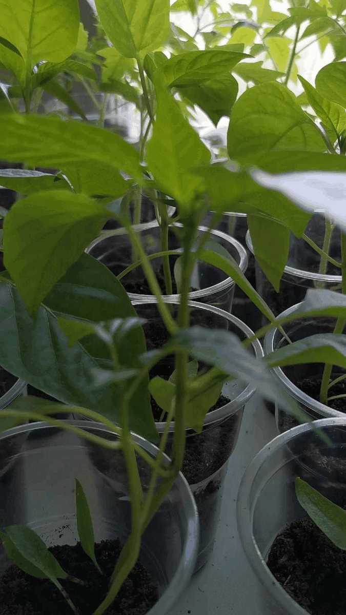 Вроде бы неплохо