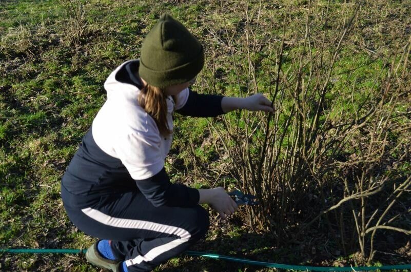 Обрезка красной смородины в саду.