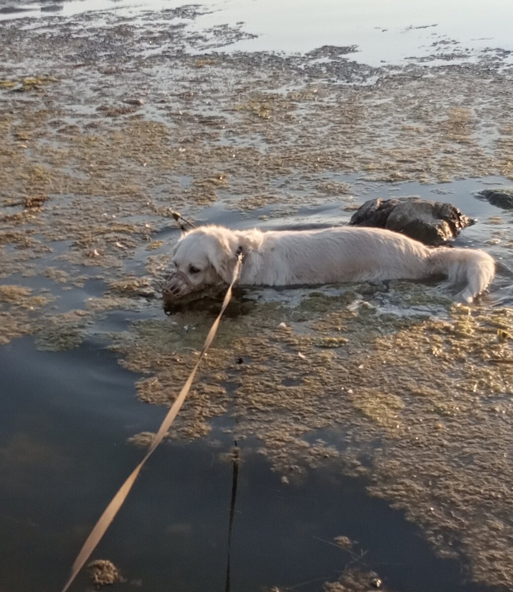 Лойя - искательница сокровищ в бухте Омега.
