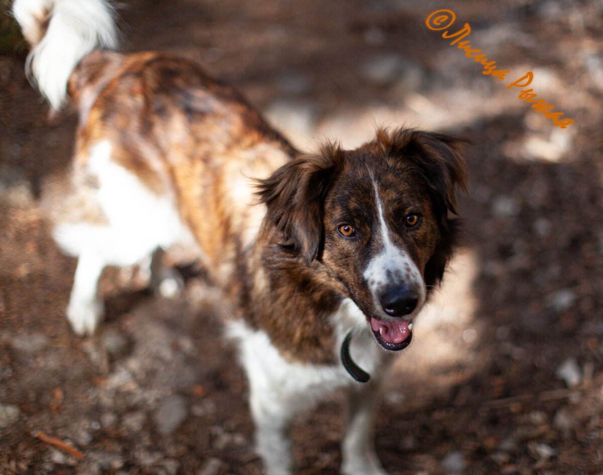У нас длинная шерсть и лохматые уши.