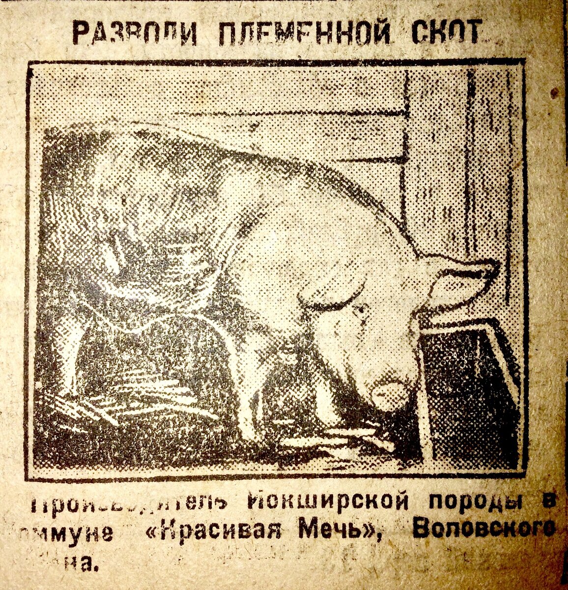 Прочитал газету «За коллективизацию» 1930-го года. Показываю интересные  новости | Фёдор Тенин | Дзен