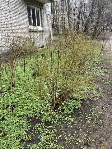 Вы только посмотрите, как все зазеленело вмиг (а еще найдите котика на фото))