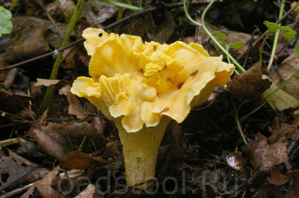 А бывает просто несуразной, но обаятельной (фото И.Лебединского)