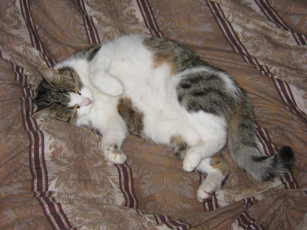 Та еще массажистка. Жаль, снимок было не сделать. Фото мое.