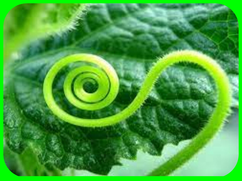 Усы очень чувствительны. Они скручиваются вокруг того, чего касаются. Это позволяет растению тянуться вверх по препятствиям в направлении к солнцу. Пока у растения растут усы, оно способно плодоносить. Наличие усов говорит о том, что вегетационный период еще не закончился. 