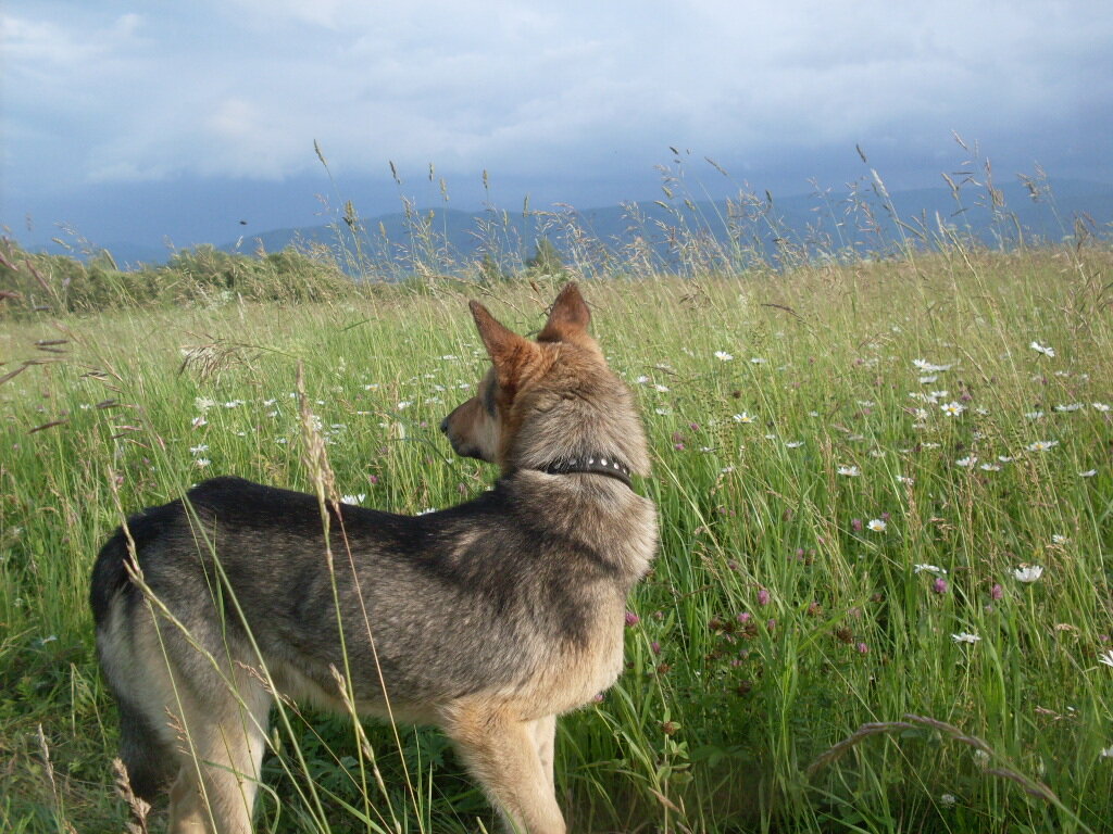                                                        Крепыш на кочевке. Фото автора.